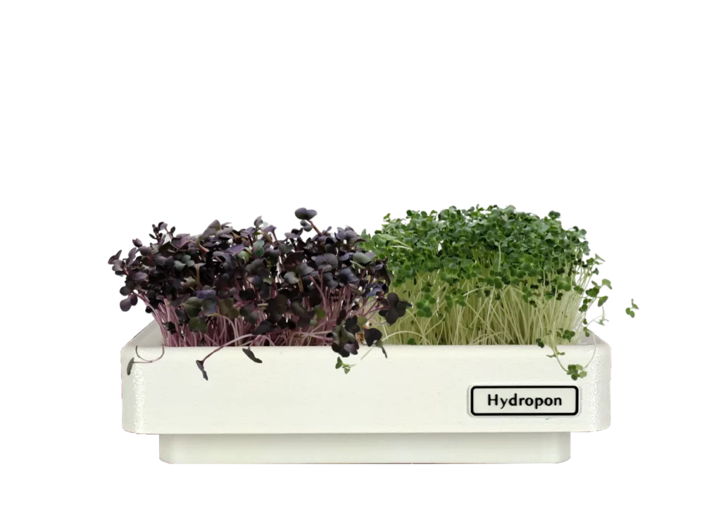 Microgreens1webp HomeGarden