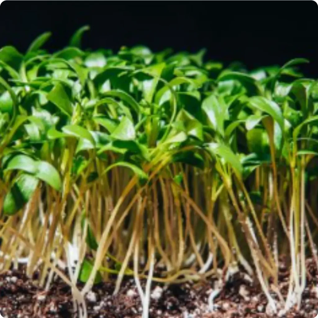 Großaufnahme von Microgreens