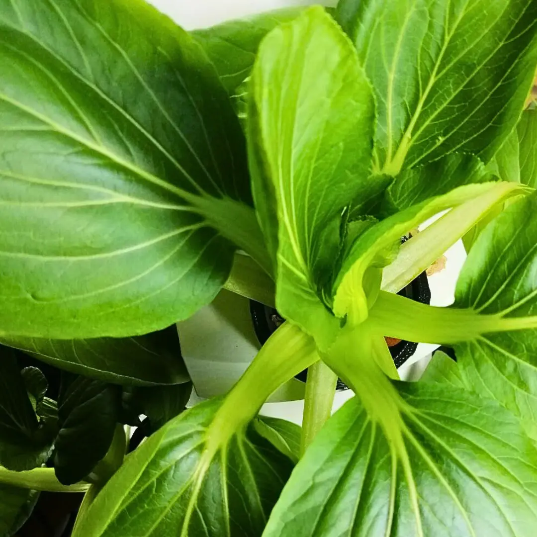 HomeGarden Pflanzenturm