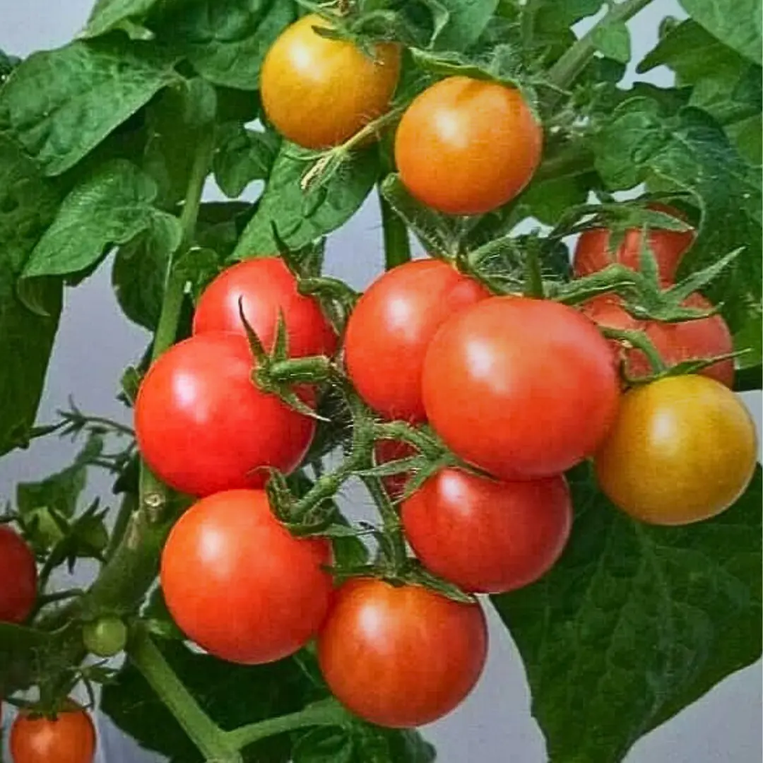 Tomaten