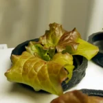 Salat  HomeGarden Großaufnahme eines Mini Garten mit einer Pflanzen   Salat