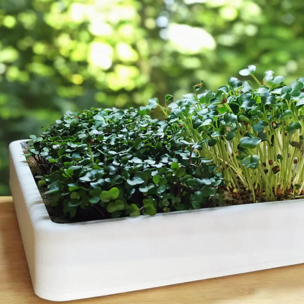 HomeGarden Microgreens Station in Großaufnahmen, mit Microgreens bepflanzt