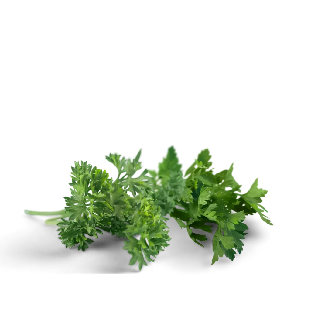 Verschiedene Kräuter. Bild ist freigestellt.