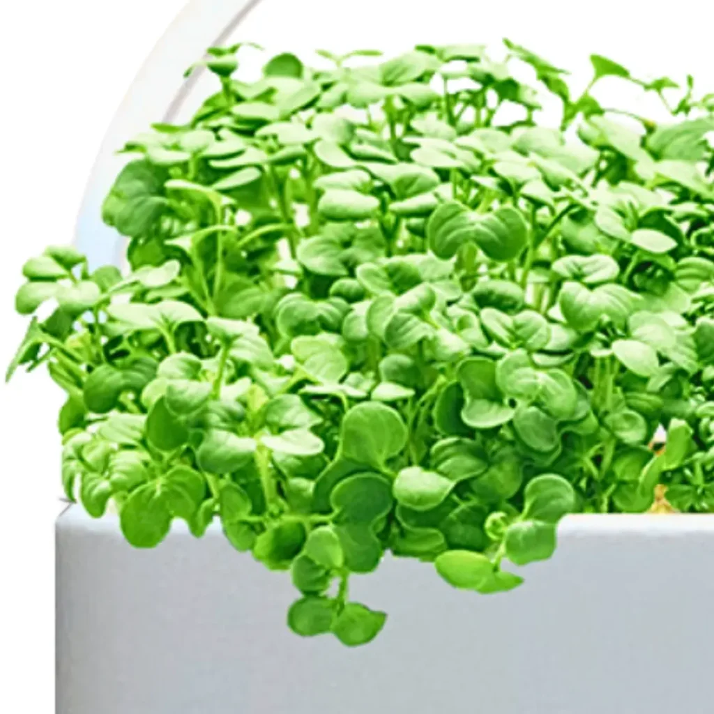 Großaufnahme einer weißen Schale von HomeGarden Microgreens Station, mit Microgreens bepflanzt.