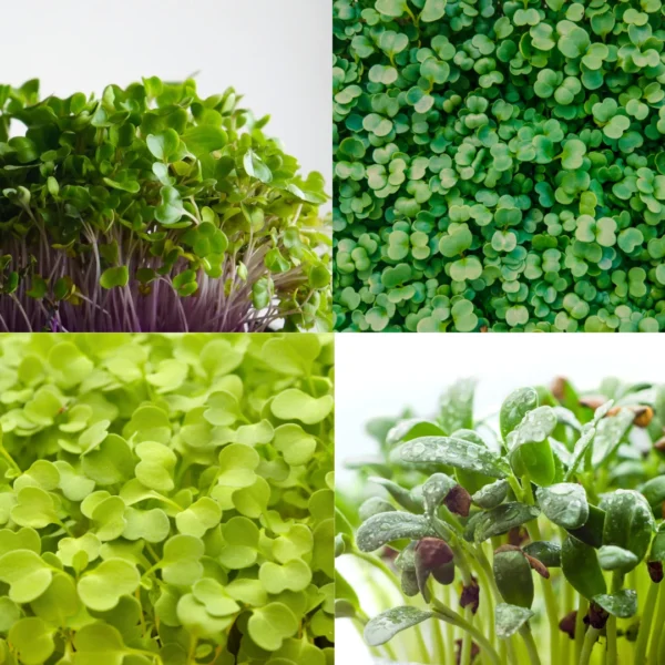 Vital-Mix Microgreens – Bild 2