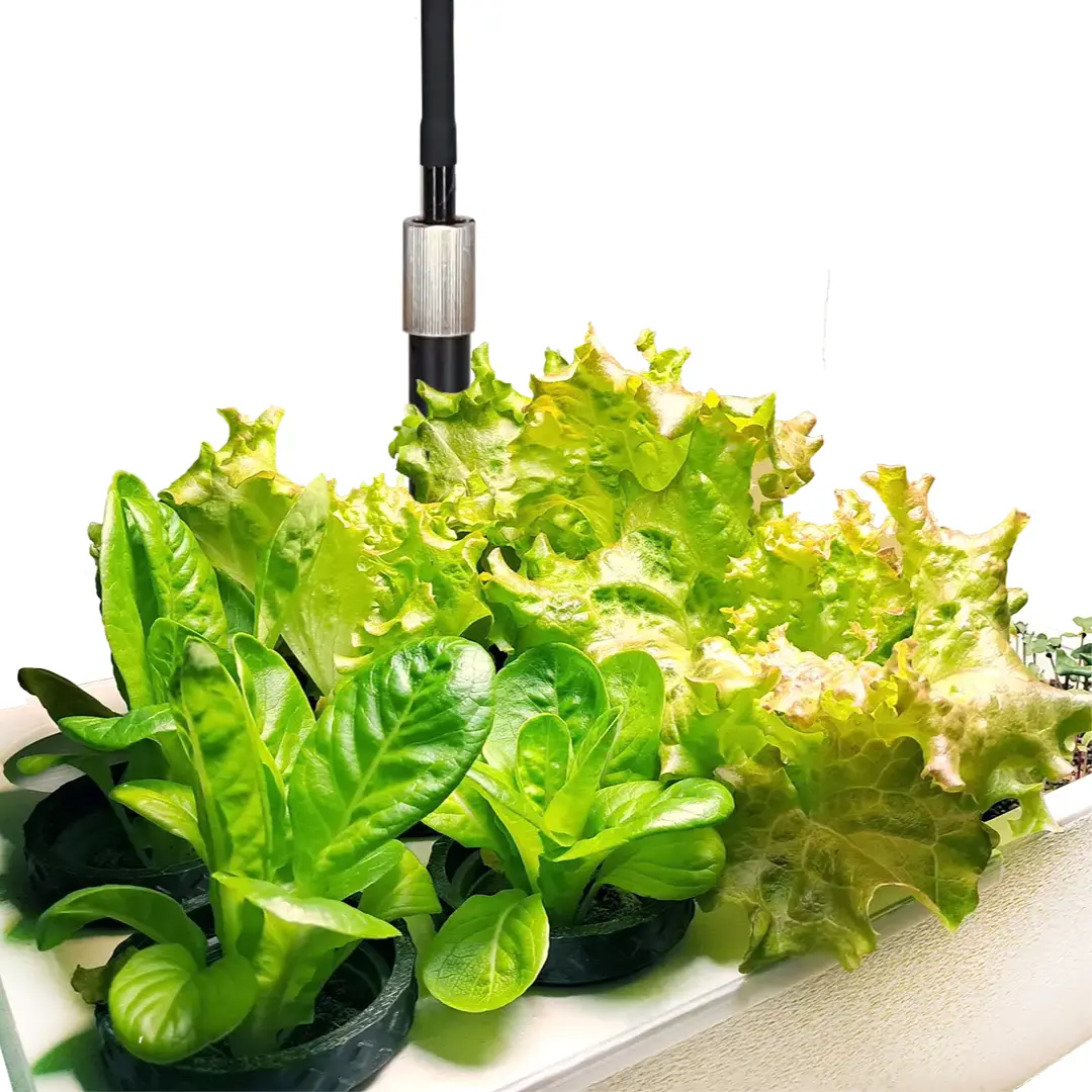 Salatbar n HomeGarden