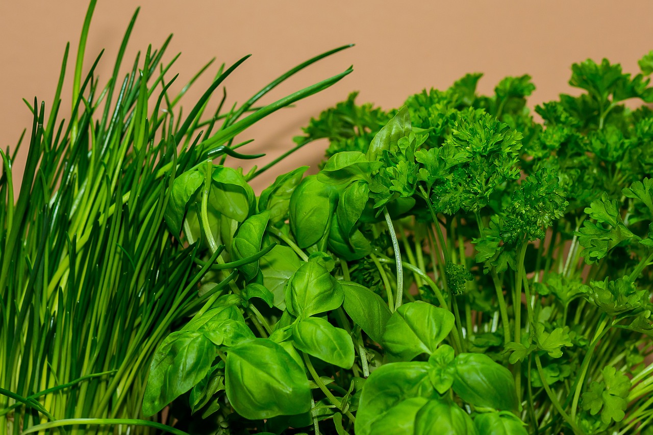 cook, herbs, culinary herbs, chives, basil, parsely, food, meal, herbs, herbs, chives, chives, basil, basil, basil, basil, basil