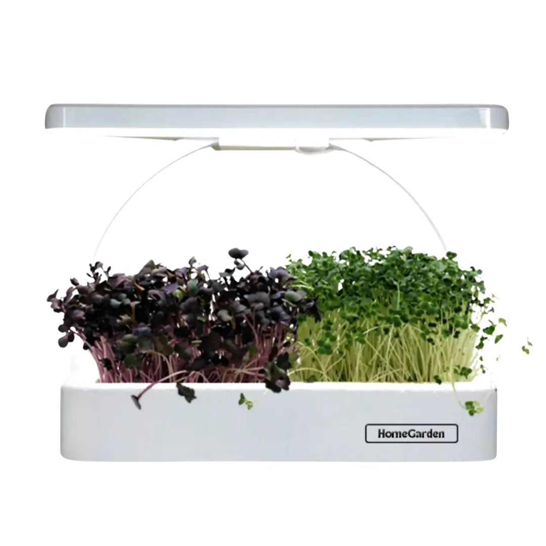 Microgreens Station bepflanzt mit 2 verschiedene Sorten von Samen. Die Station ist mit Beleuchtung.