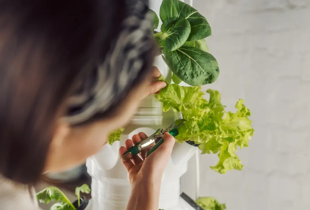 Hydroponik-System für Indoor-Garten - Professionelle Pflanzenaufzucht ohne Erde bei homegarden.bio