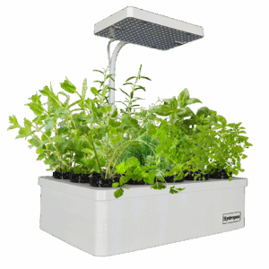 Professionelle Anzuchtstation für Hydroponik Indoor Gardening - Keimung und Pflanzenaufzucht zu Hause