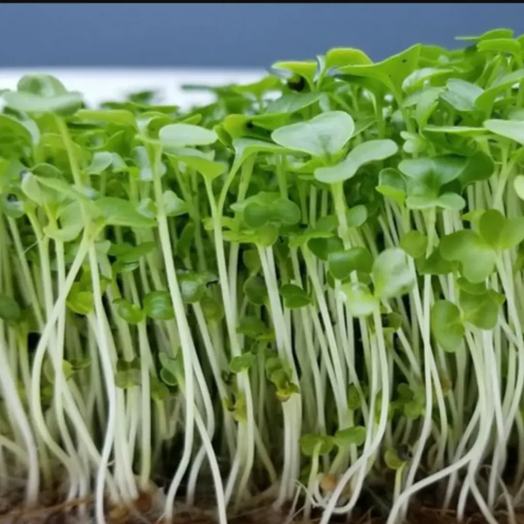 Hydroponik Indoor Garten Wahlmöglichkeiten - Pflanzen züchten zu Hause mit homegarden.bio Ausrüstung und Systemen