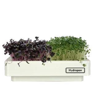 Frische Microgreens in Hydroponik-System - Indoor Gardening für homegarden.bio Kunden