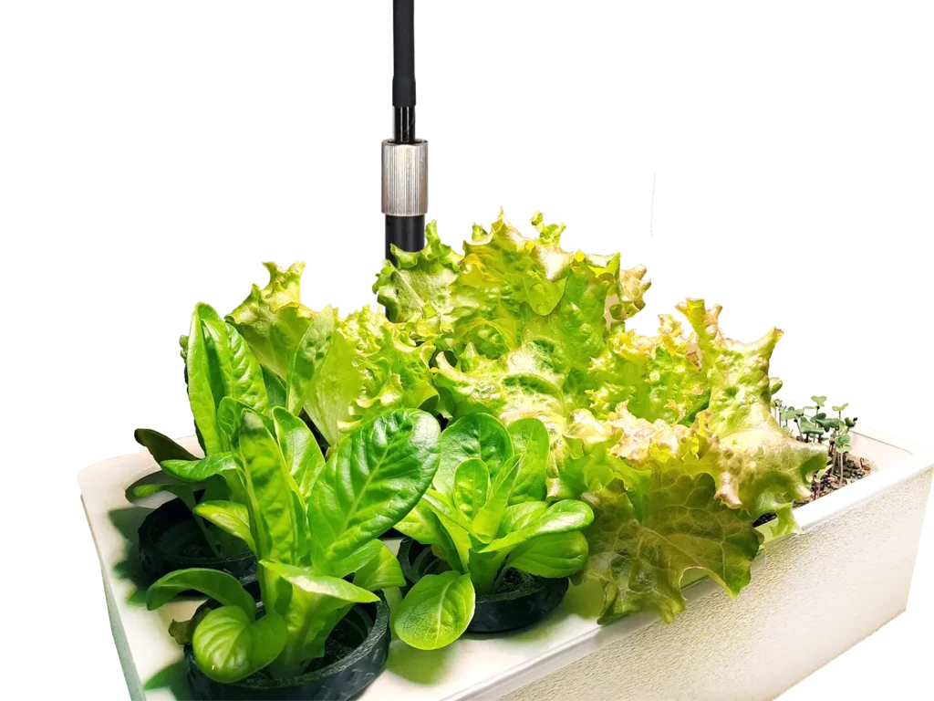 Mini-Garten-Salatbar für Hydroponik Indoor-Gardening - frische Salate zuhause anbauen bei homegarden.bio