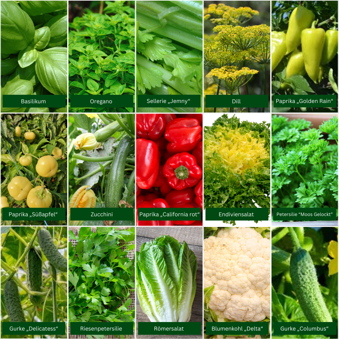 Mediterrane Samen Paket für Hydroponik Indoor Garten - Basilikum Oregano Thymian Samen Set homegarden.bio