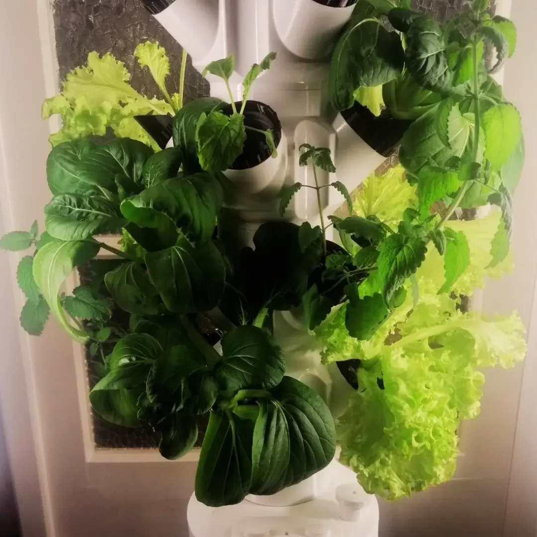 Hydroponik-System für Indoor-Gardening - Professionelle Pflanzenanzucht zu Hause bei homegarden.bio