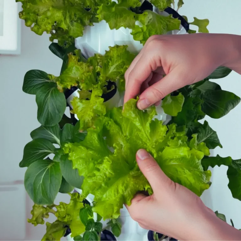 Hydroponisches Indoor-Gartensystem für den Anbau von frischem Gemüse und Kräutern zu Hause - homegarden.bio