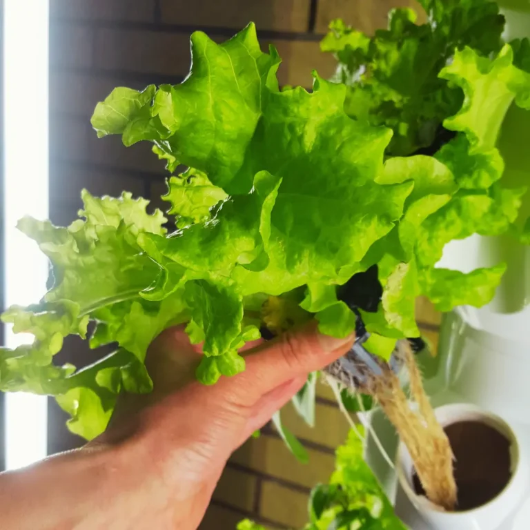 Hydroponisches Indoor-Gartensystem für den Anbau frischer Kräuter und Gemüse zu Hause - homegarden.bio