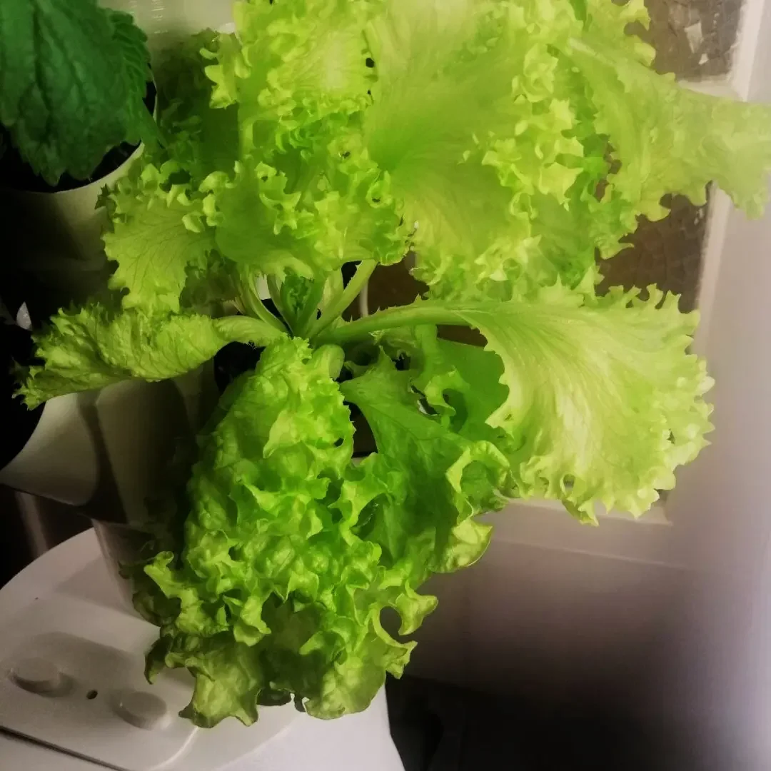 Hydroponisches Indoor-Gartensystem für den Anbau von frischem Gemüse und Kräutern zu Hause - homegarden.bio