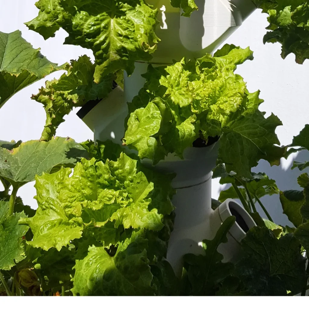 Table Tower mit Salat