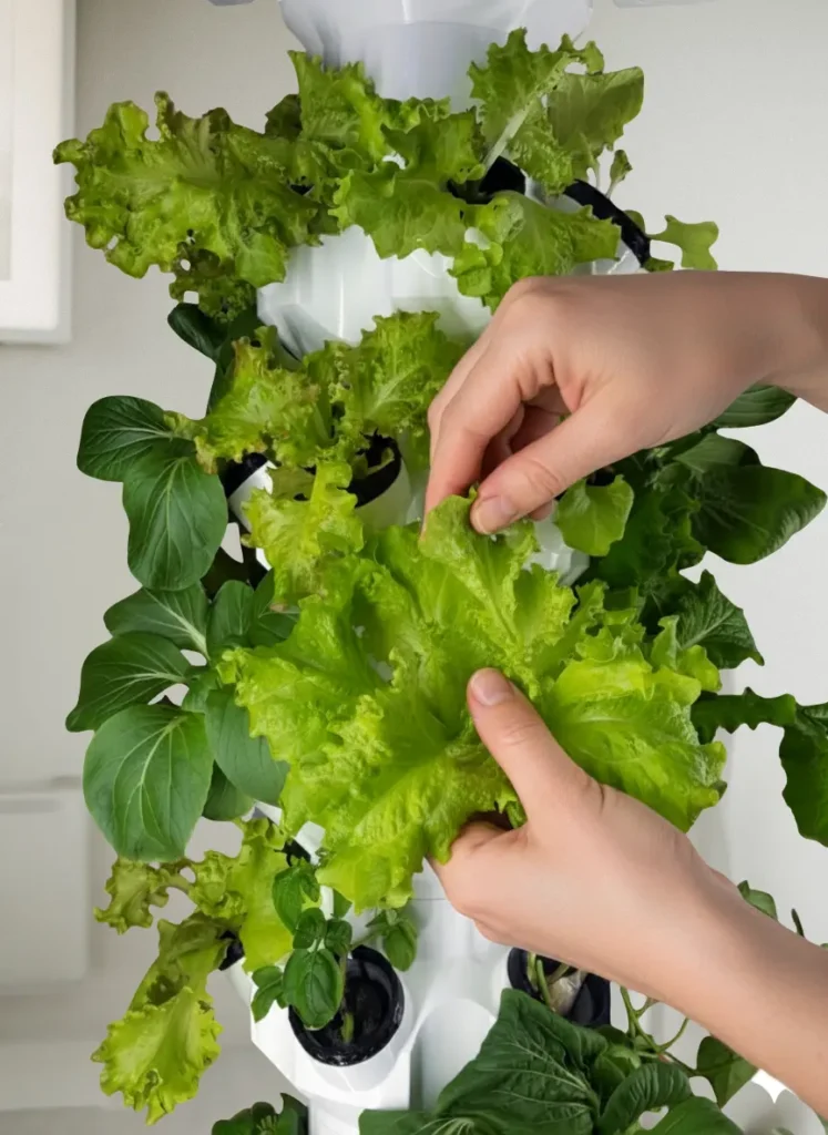 Hydroponik Tischturm für Balkon - vertikaler Garten für Indoor Growing und platzsparenden Gemüseanbau zuhause