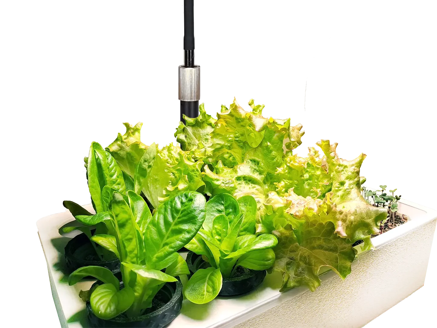 Mini-Garten-Salatbar für Hydroponik Indoor-Gardening - frische Salate zuhause anbauen bei homegarden.bio