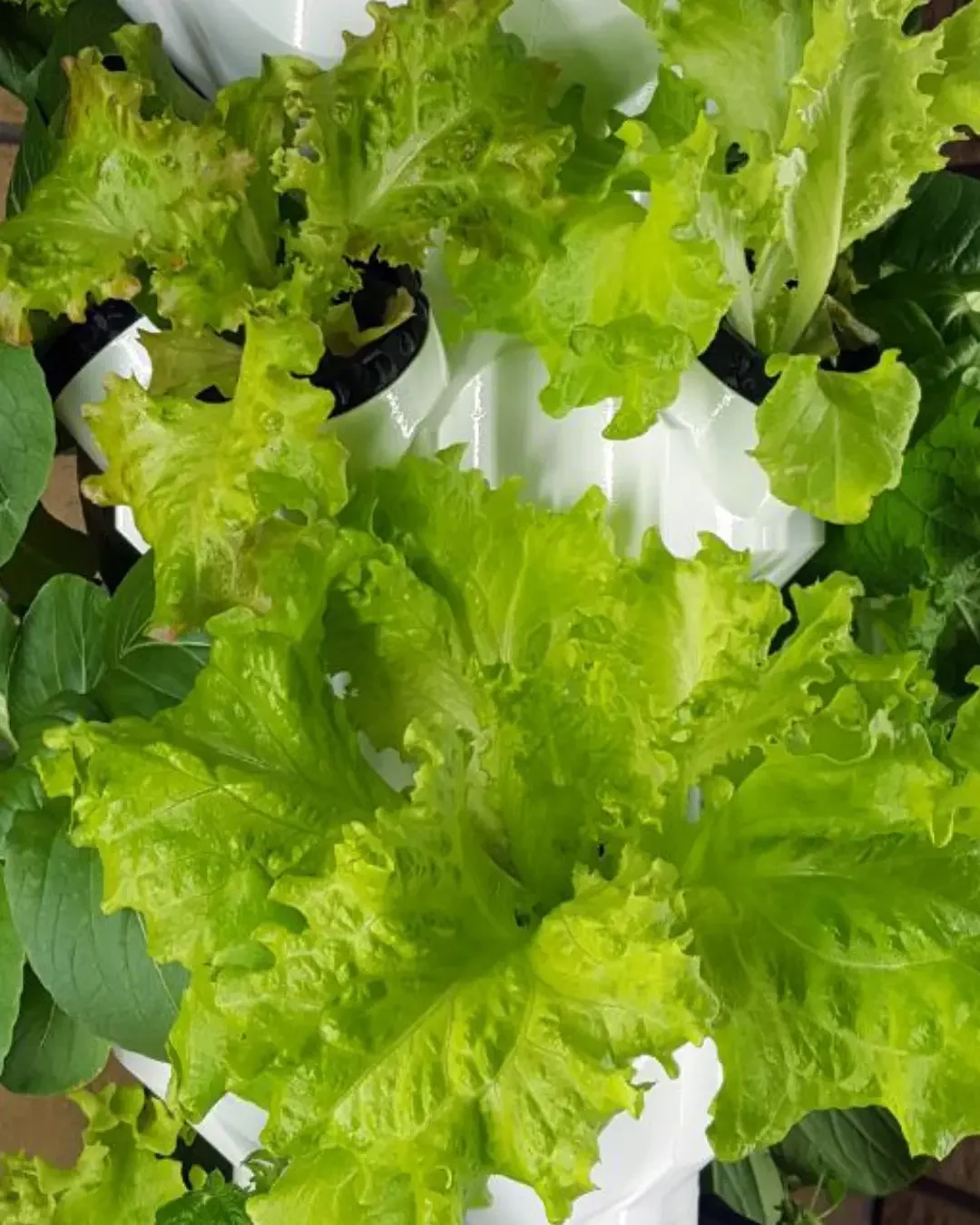 Üppiger hellgrüner Pflücksalat wächst dicht aus mehreren Pflanzplätzen eines weißen Pflanzenturms, Kundenfoto