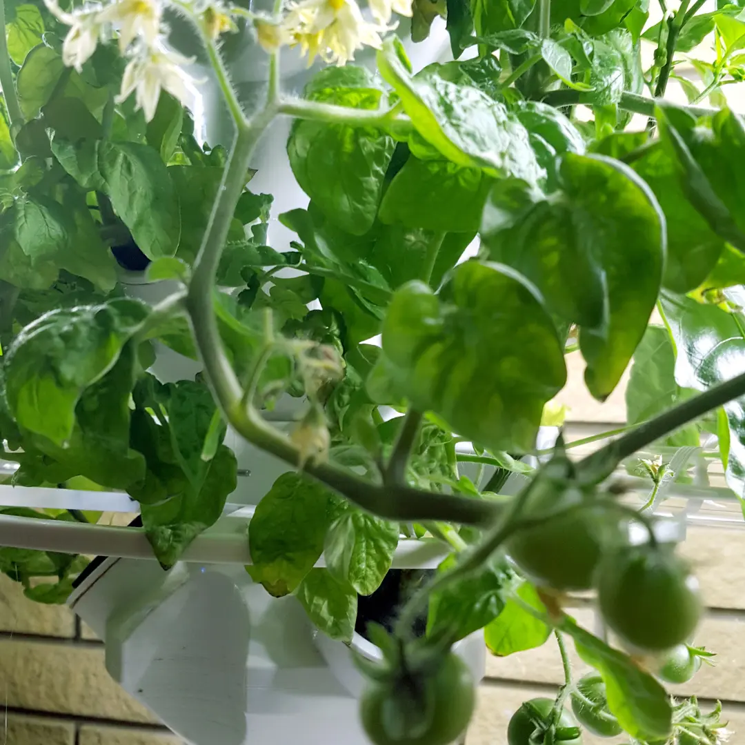 Tomatenpflanze mit grünen Früchten und gelben Blüten wächst aus einem Pflanzenturm, weiße Pflanzmodule im Bild