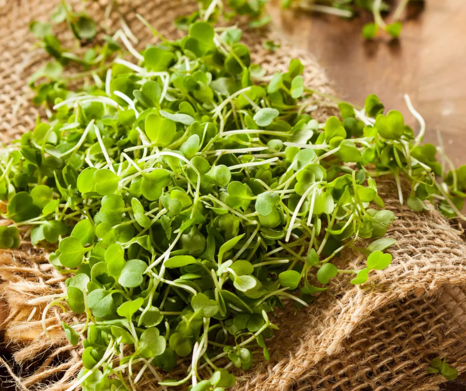 Microgreens — junge Sprossen in Anzuchtschale