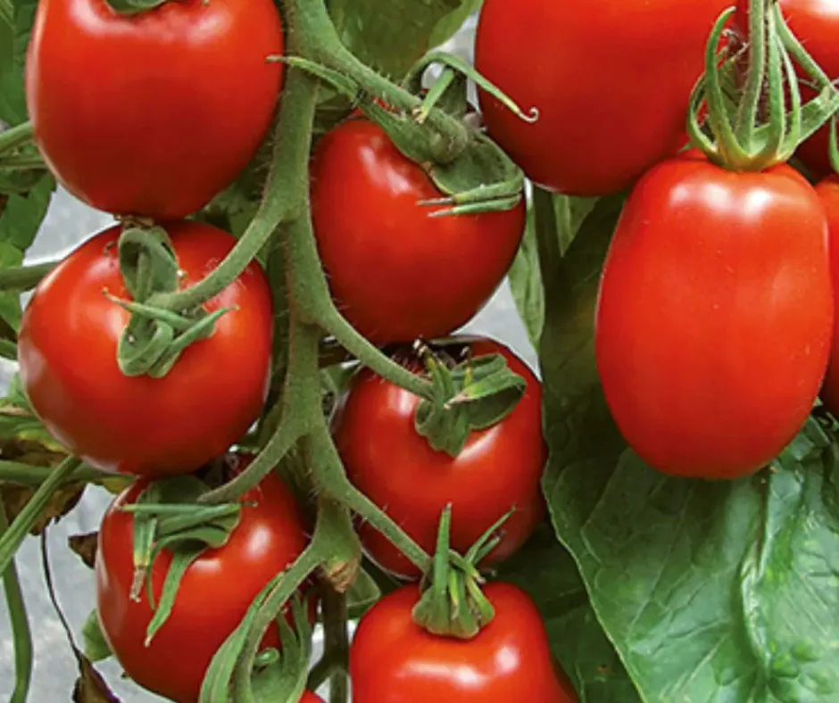 Cherry-Tomaten und Paprika aus Hydroponik-Anbau