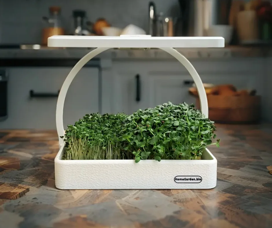 HomeGarden Microgreens Station mit üppigen Microgreens auf der Küchenarbeitsplatte
