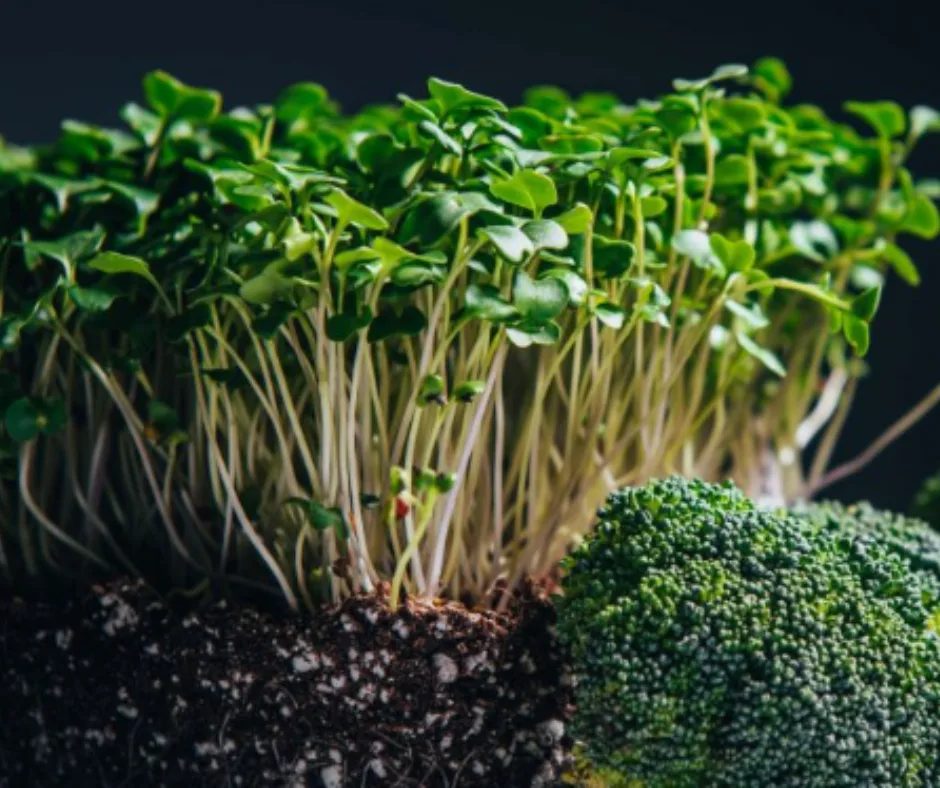 Frische Brokkoli-Microgreens mit jungem Brokkoli-Röschen aus erdloser Anzucht