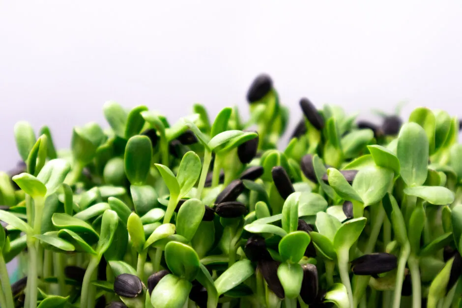 Frische Microgreens in der Anzuchtschale, bereit zur Ernte