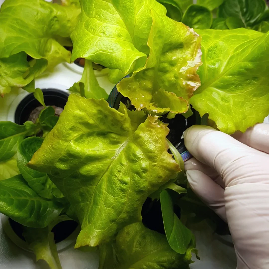HomeGarden Pflanzenturm Pro — mit Salaten