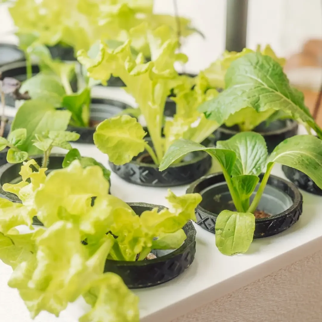 Junge Salat- und Pak-Choi-Pflanzen in Hydroponik-Pflanzkörben