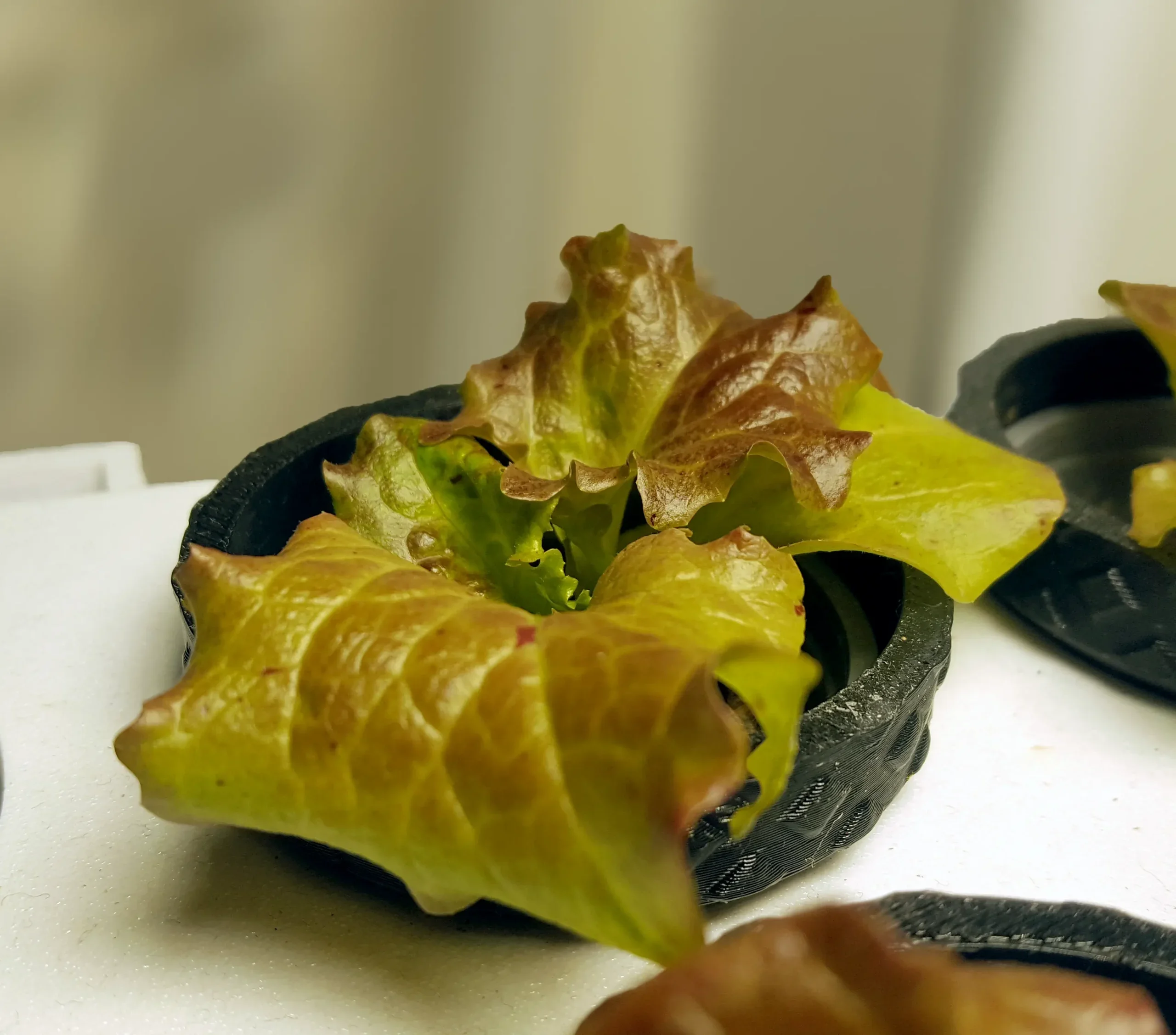Frischer roter Pflücksalat im Hydroponik-Pflanzkorb