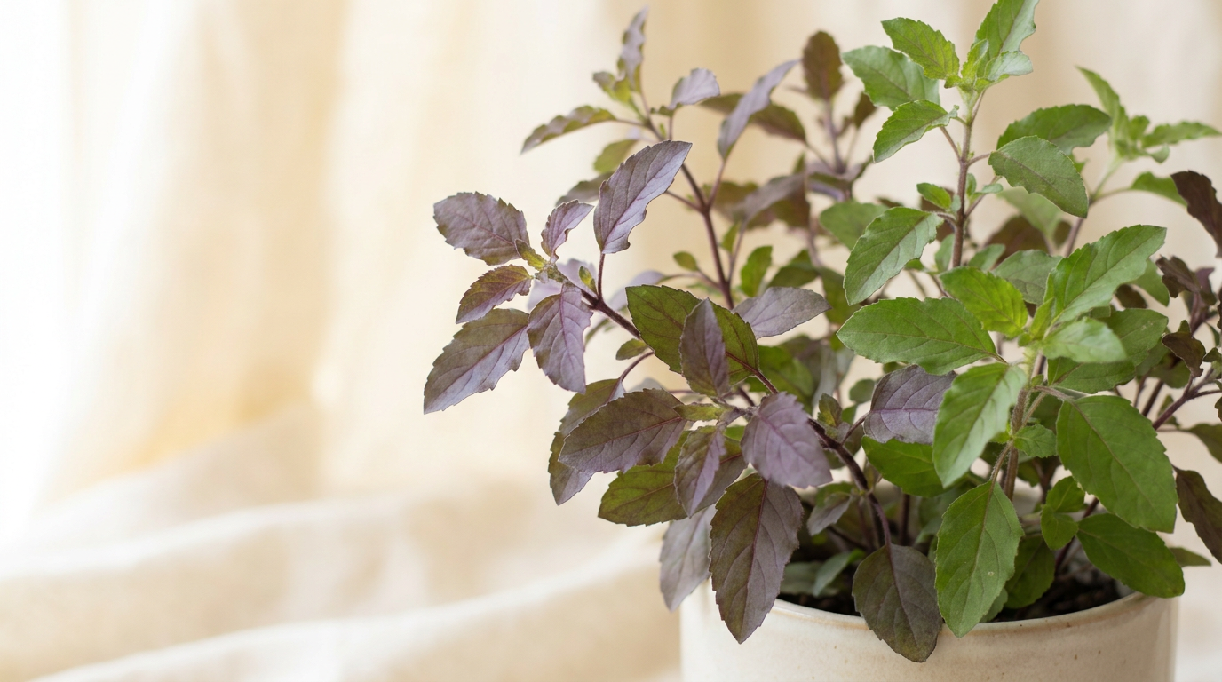 Tulsi