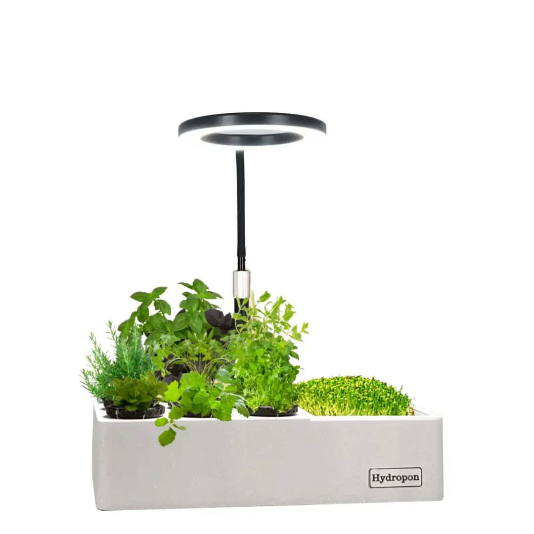 Microgreens in der flachen Anzuchtschale mit gleichmäßig dichtem Bewuchs