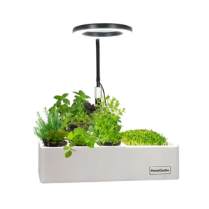 HomeGarden Microgreens Station mit frischen Microgreens