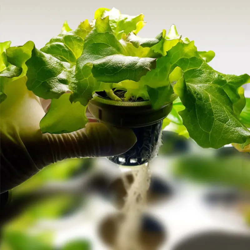 Mini Garten mit frischem Salat