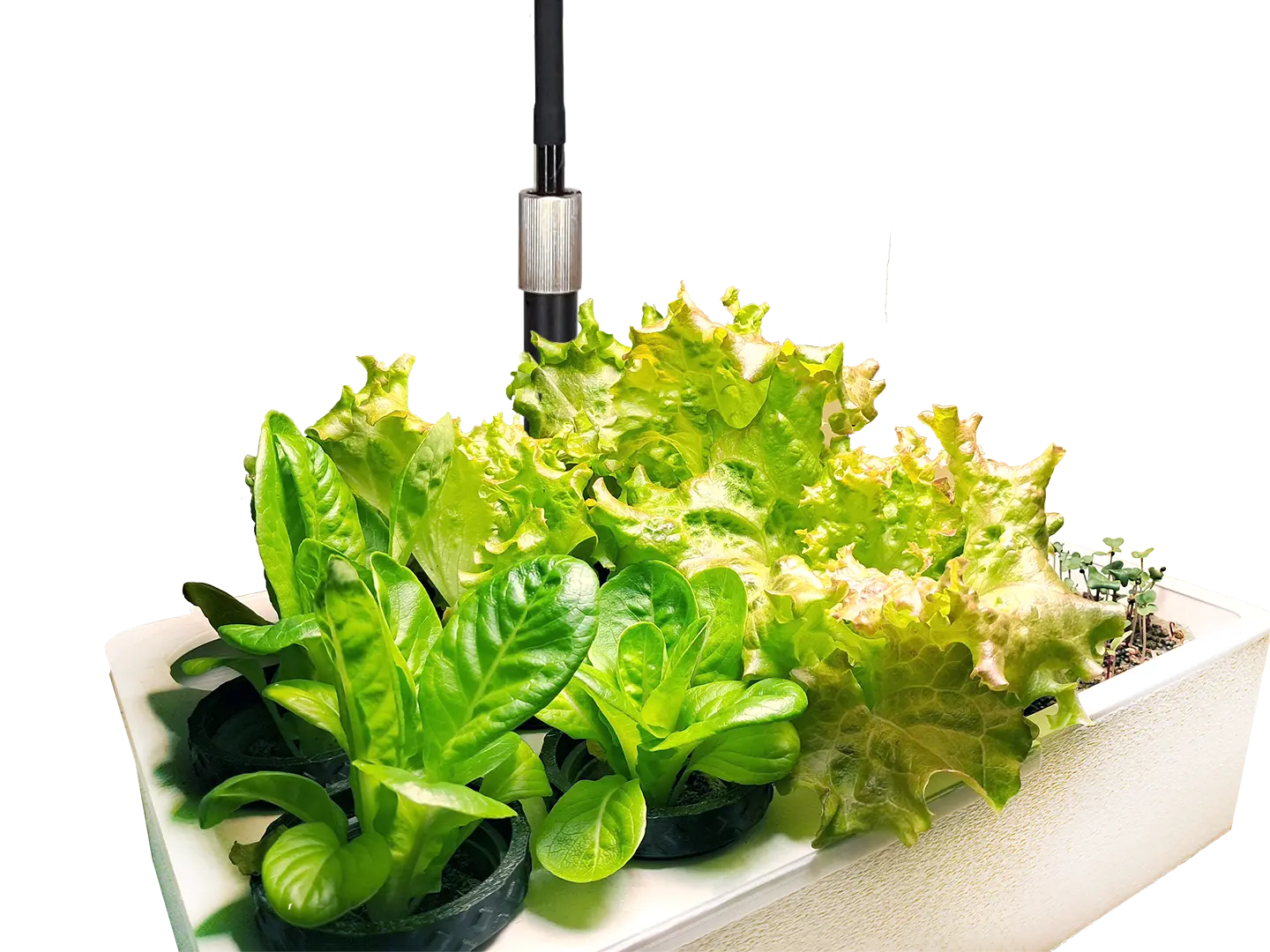 Mini Garten als Salatbar in der Küche