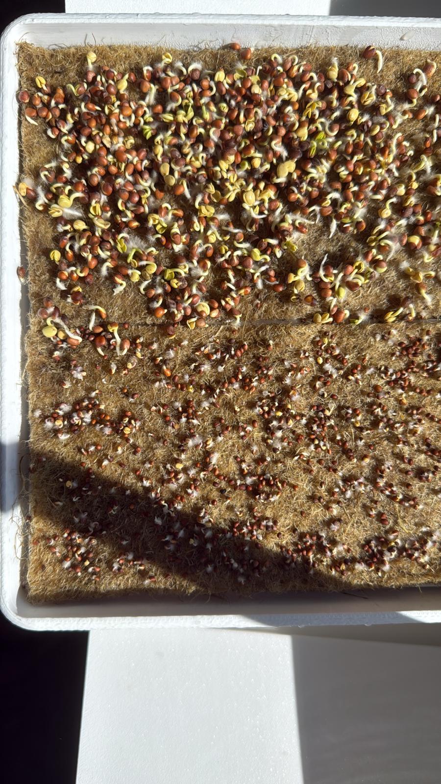 Microgreens Station im HomeGarden System