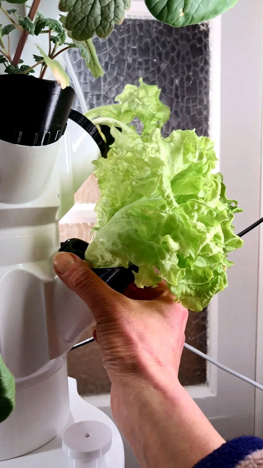 Hand erntet frischen Salatkopf direkt vom Table Tower