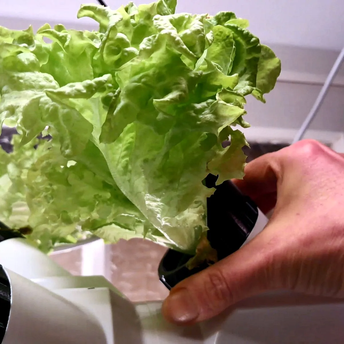 Frische Salaternte aus dem Table Tower