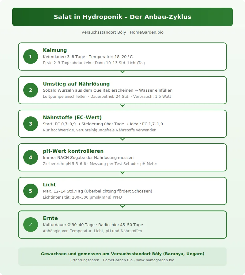 Grafik Salat-Wachstumszyklus von der Keimung bis zur Ernte - Hydroponik Anzuchtguide