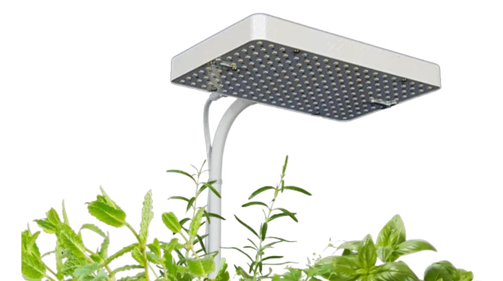 Eckige LED-Panel-Lampe der Anzuchtstation an einem weißen Arm über jungen Kräutern