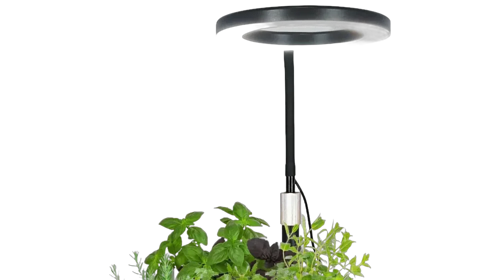 Runde Ringlampe des Kräuter-Gartens an einem schwarzen Schwanenhals über Kräutern