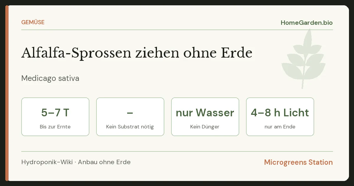 Alfalfa-Sprossen ziehen ohne Erde