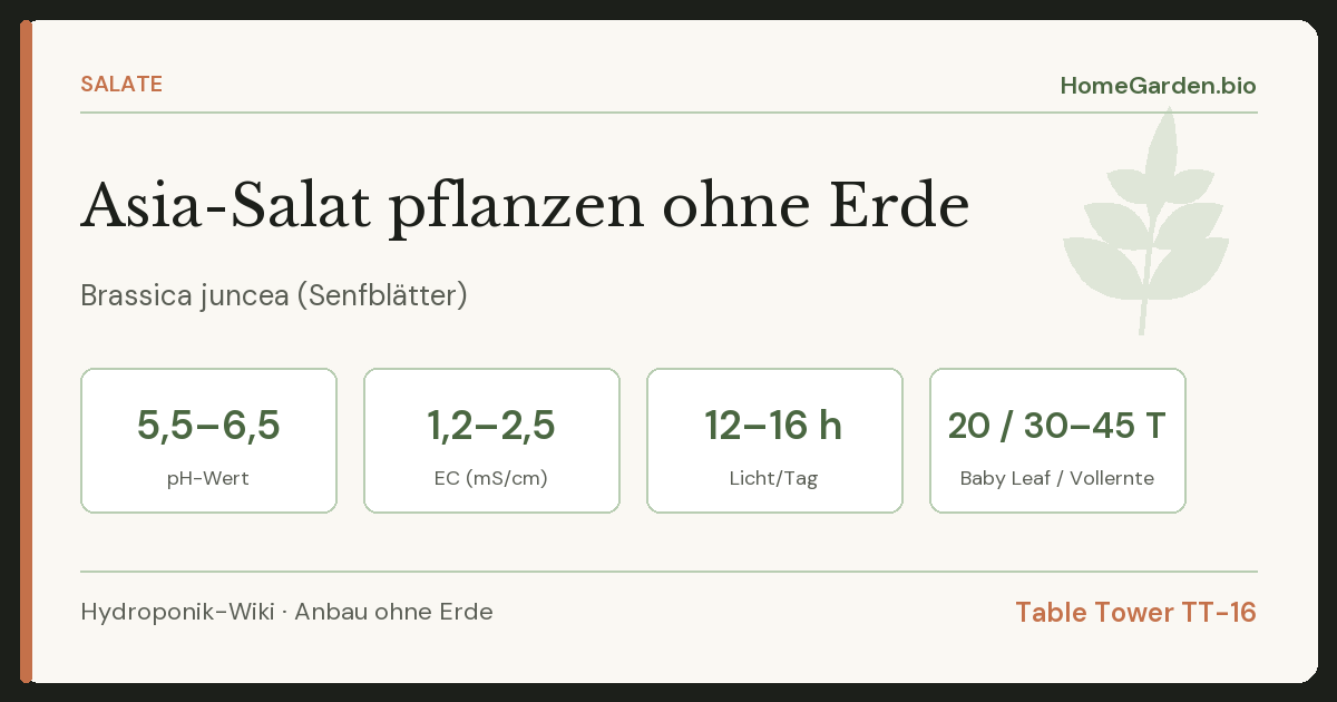 Asia-Salat pflanzen ohne Erde