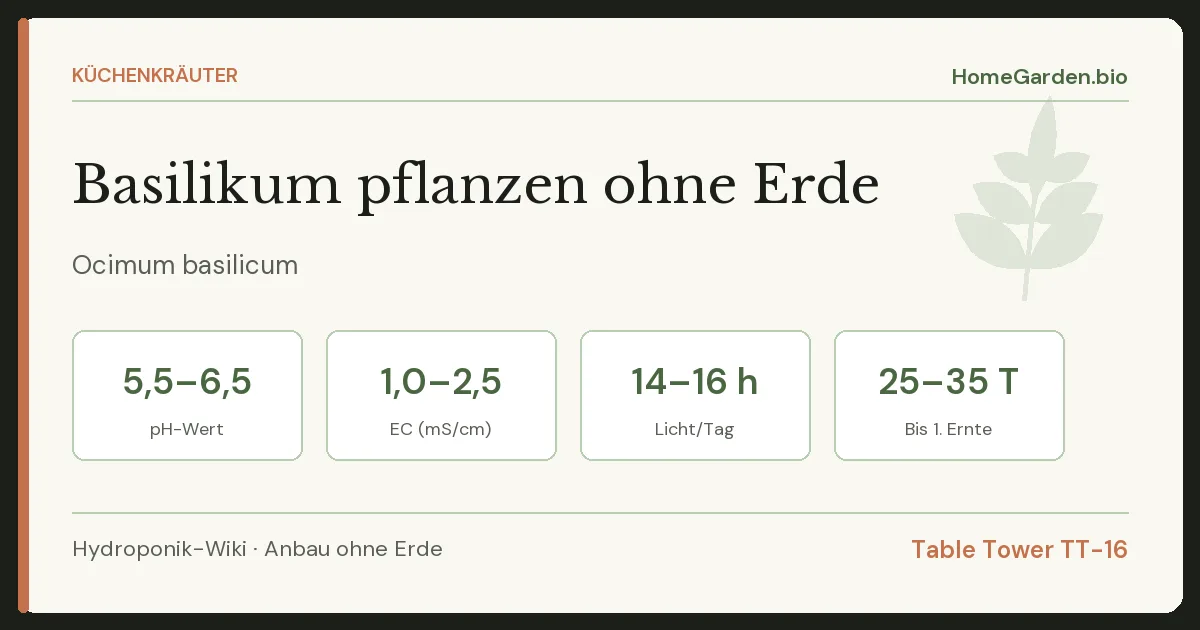 Basilikum pflanzen ohne Erde