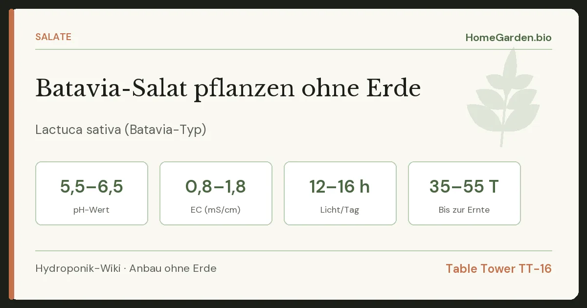 Batavia-Salat pflanzen ohne Erde